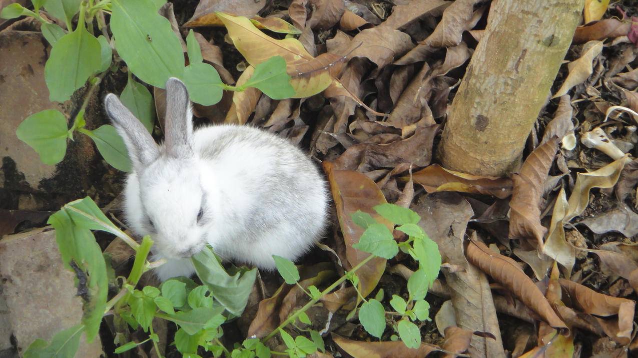 让我重设越南苹果id密码是不是诈骗（让我重设越南苹果id密码是不是诈骗了） - 各区苹果ID - 55dz账号网