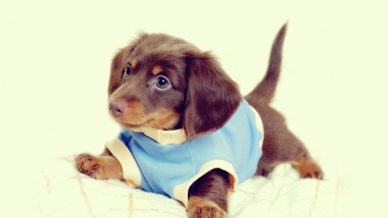 ks双击自助下单平台24小时网站 - 一元10万qq赞微信支付，蚂蚁ks在线刷业务平台