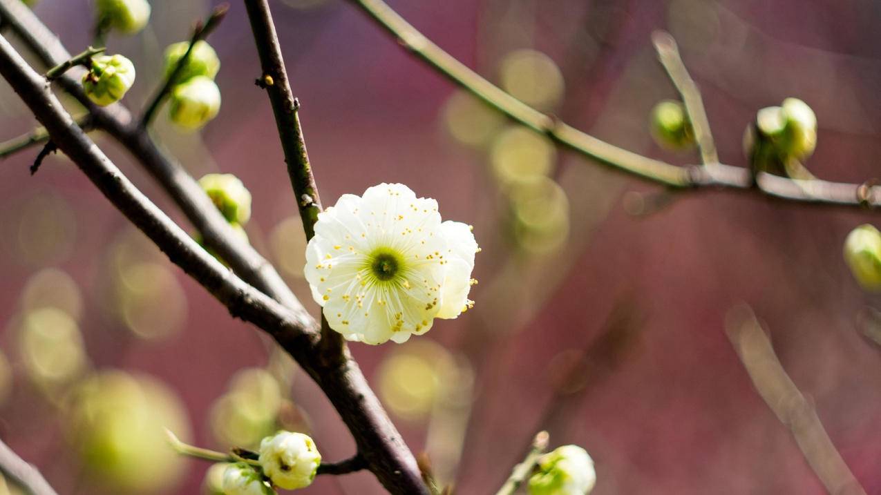 nba2kol2王朝换防_nba2kol2王朝怎么换防 - IOS分享 - 55dz账号网