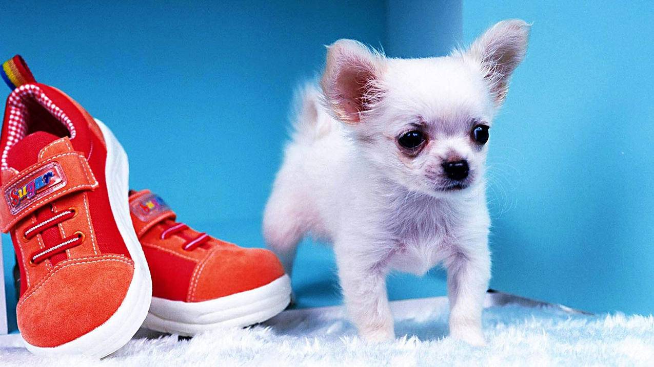 如何找回苹果账号id密码 ， 如何找回苹果手机ID密码?  - 55dz账号网