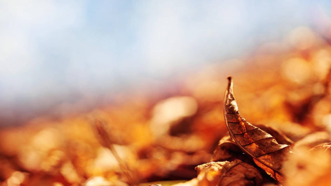 如何正确录制电磁炉维修过程的录音教程？ - ks自助平台 - ks业务下单