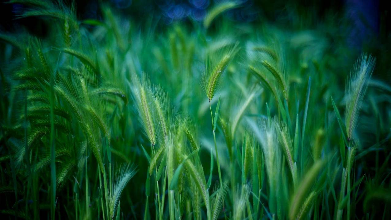 facebook如何添加支付方式_facebook添加支付方式无法完成请求 - facebook相关 - 55dz账号网