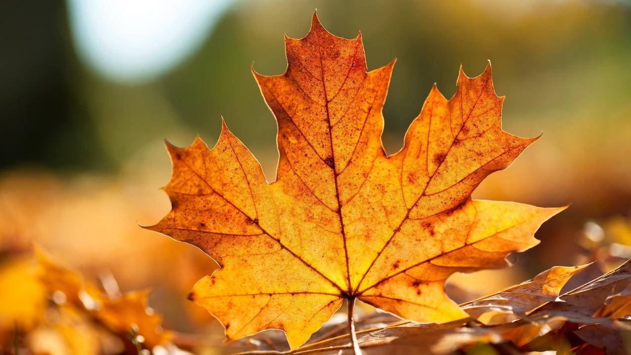 如何关闭苹果 iphone/ipad Apple ID双重认证 ， 苹果双重认证怎么取消  - 55dz账号网