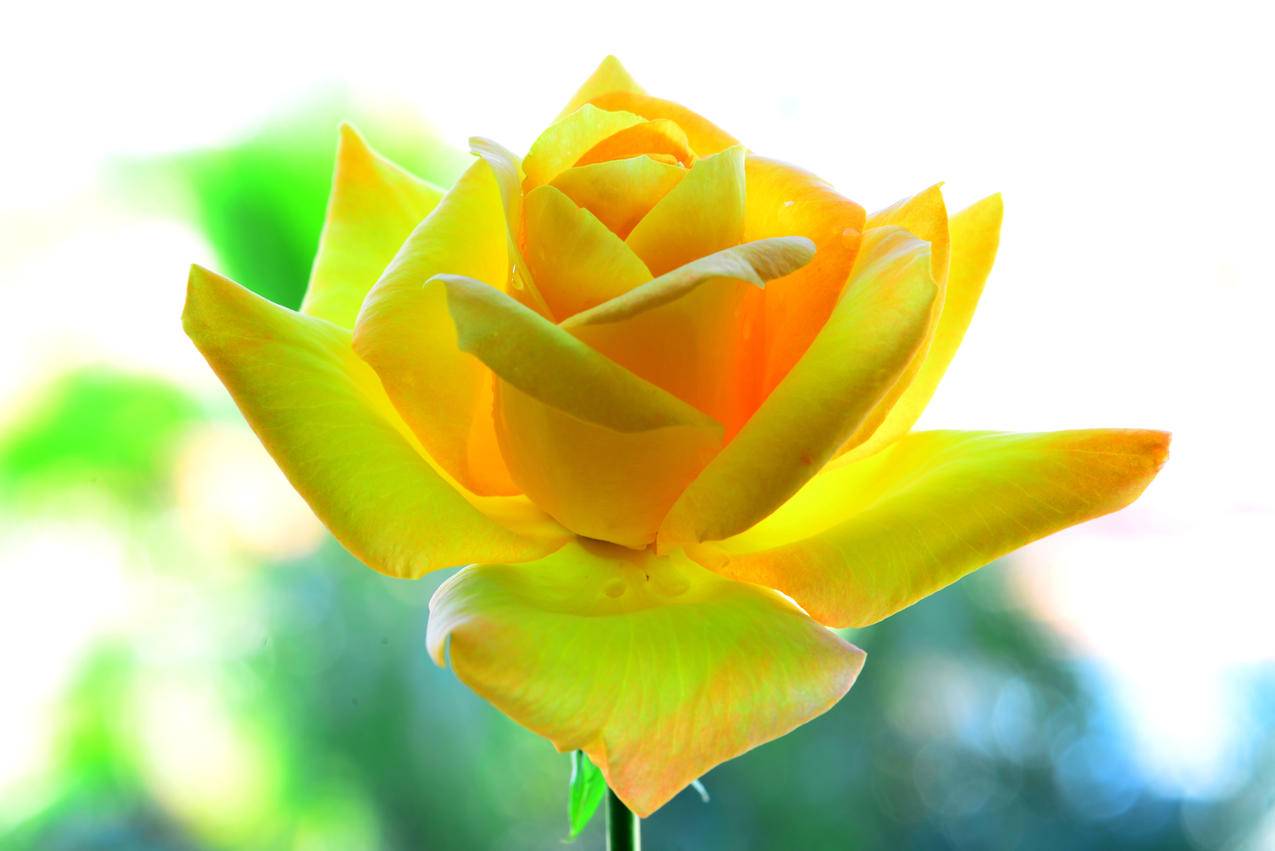 抖音代网站刷 - 全网最低刷qq永久会员,QQ刷赞网站,卡盟,磊磊代刷平台