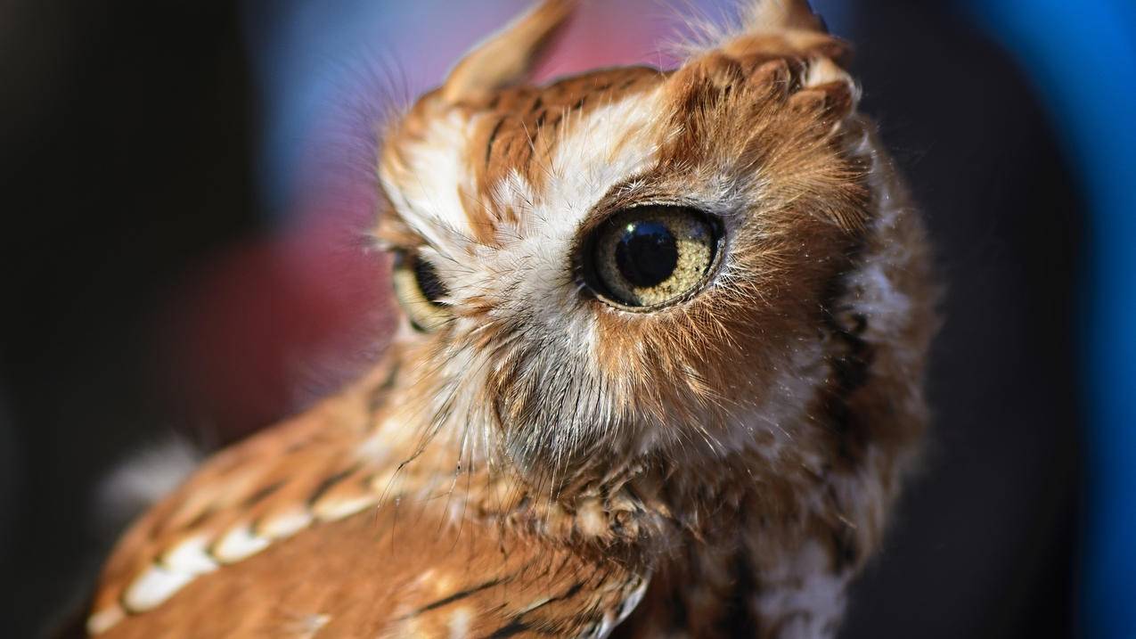 拼多多砍价送香肠怎么弄-dy业务网