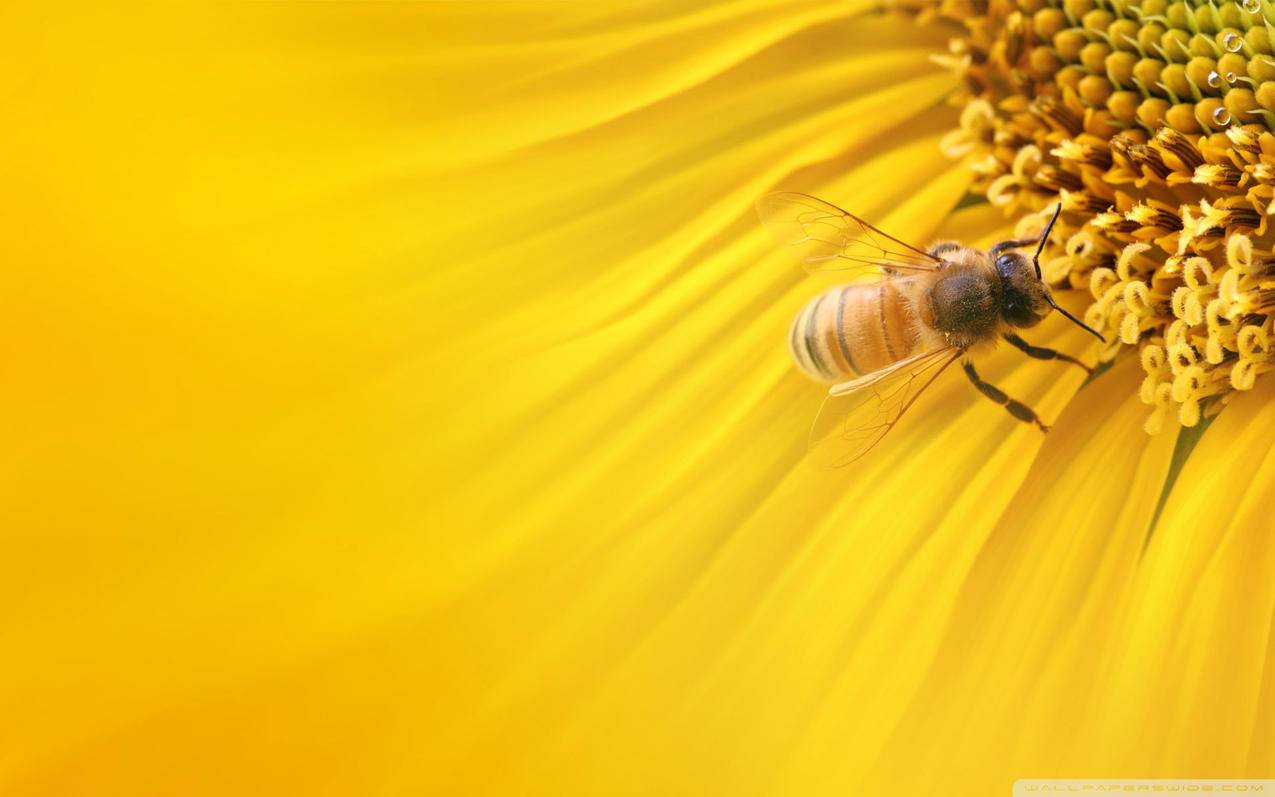 saline翻译_sa翻译中文 - Line相关 - 55dz账号网