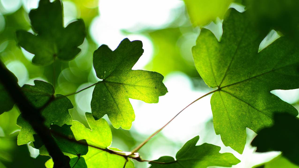 华为注册越南id账号（华为注册越南id账号） - 各区苹果ID - 55dz账号网