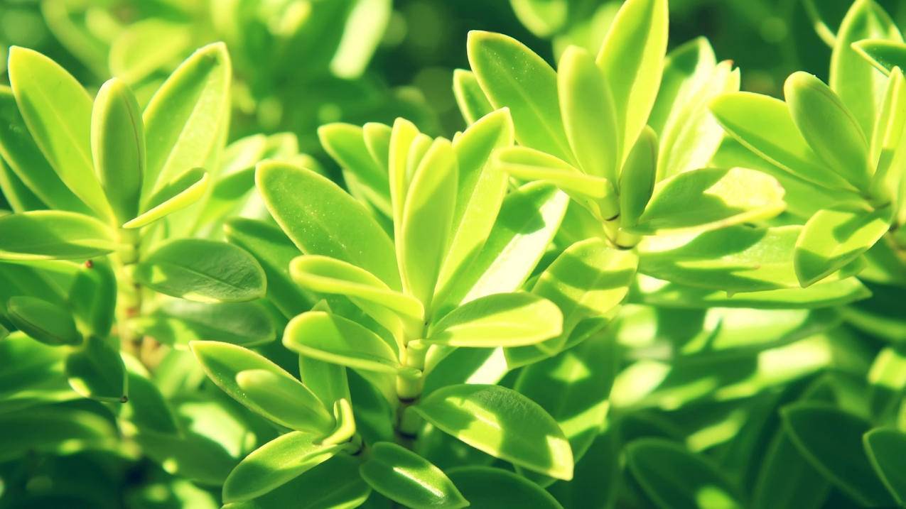 手机号注销了香港苹果id怎么解锁_苹果手机怎么彻底注销id账号 - 香港苹果ID - 55dz账号网