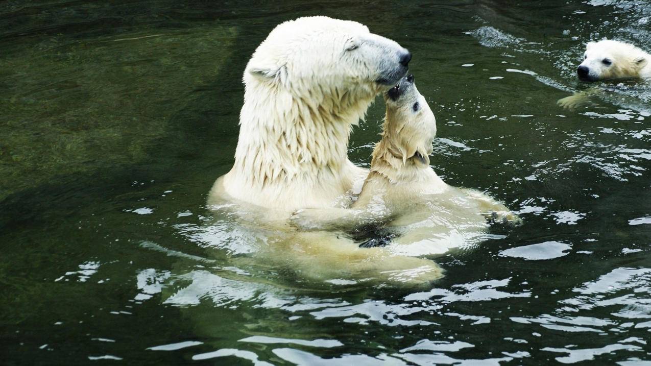 日本苹果id是什么样子的_日本苹果id有什么用 - 日本苹果ID - 55dz账号网