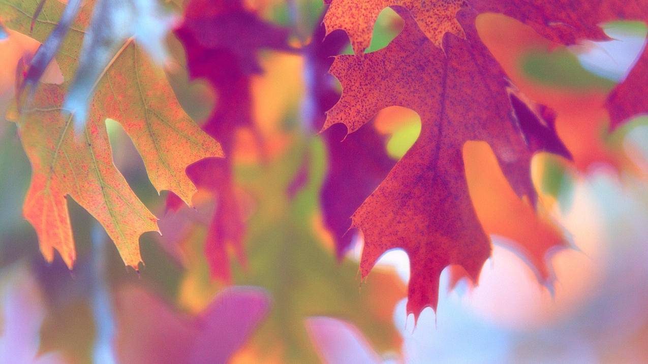 二手ipad无法创建越南apple id（二手ipad越狱） - 各区苹果ID - 55dz账号网