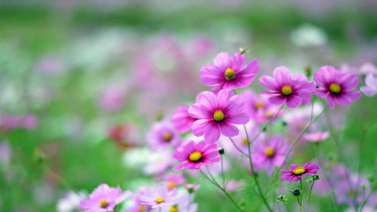 安卓手机下载推特视频_安卓手机推特下载教程 - gmail相关 - 55dz账号网