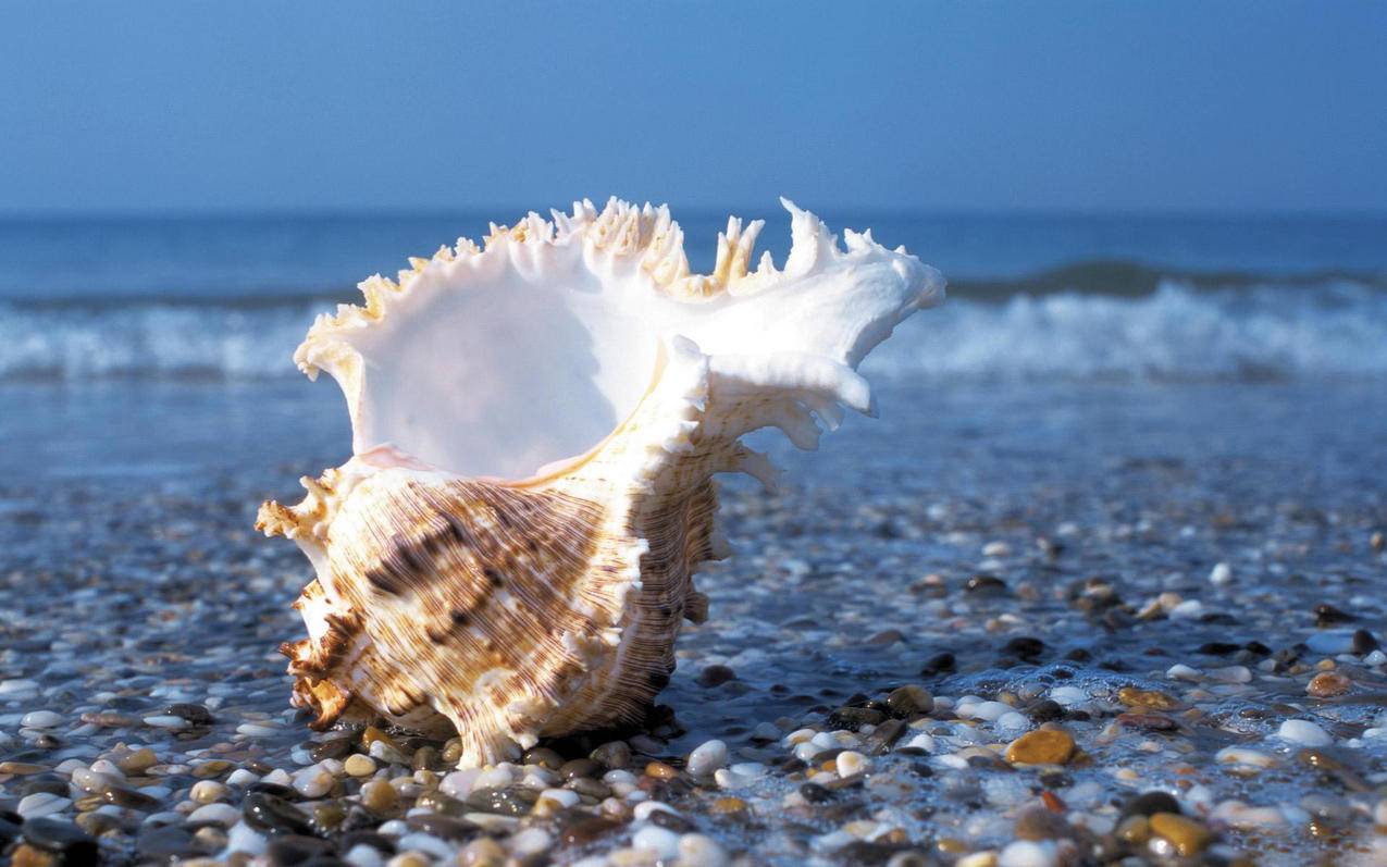 shopee买东西用什么付款？shopee支持的付款方式-苹果id平台