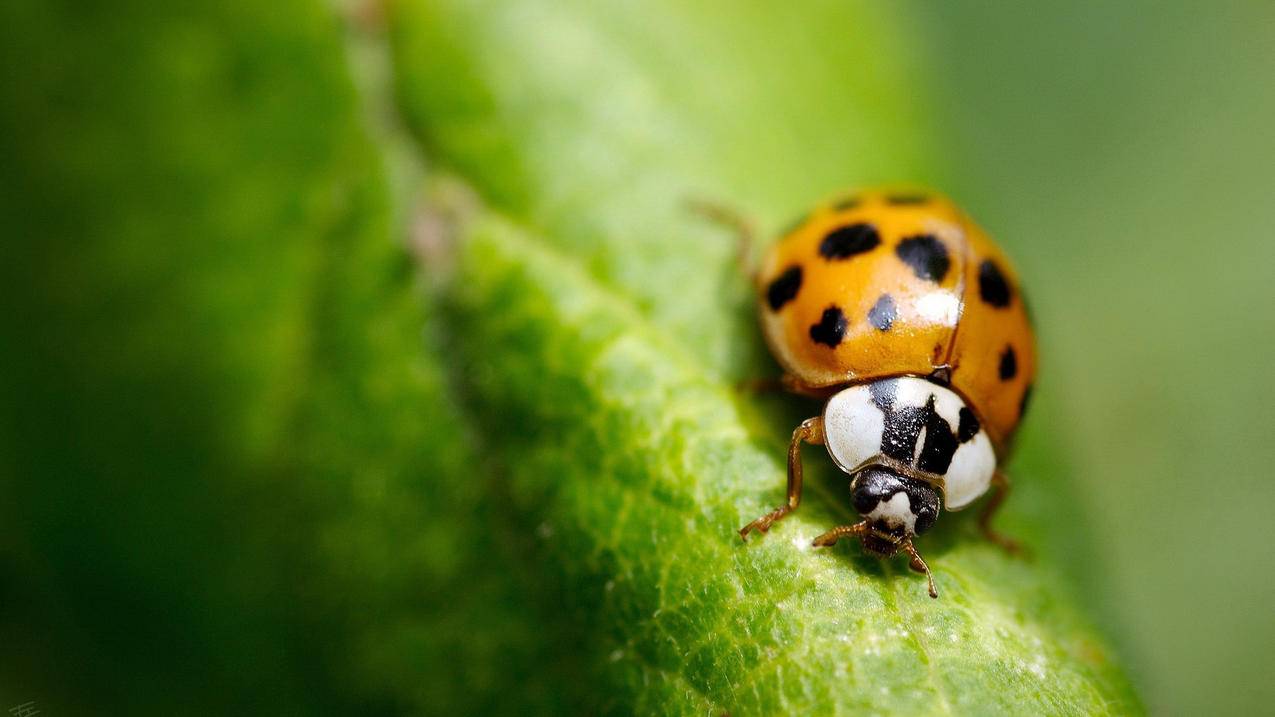 ipad一直让输入香港appleid密码_ipad一直让输入apple id密码 - 香港苹果ID - 55dz账号网