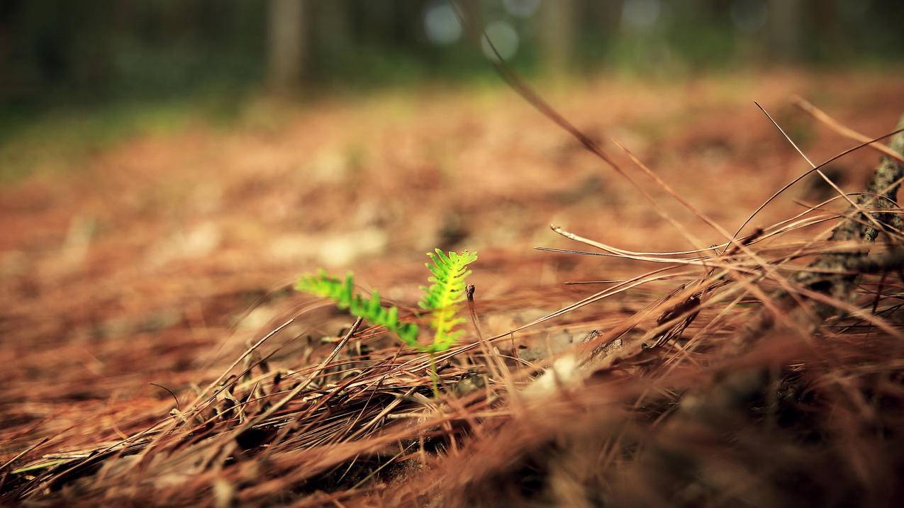 手机主板坏了换一个多少钱? ， 苹果手机支付面容识别和解锁面部是同一个摄像头吗?  - 55dz账号网