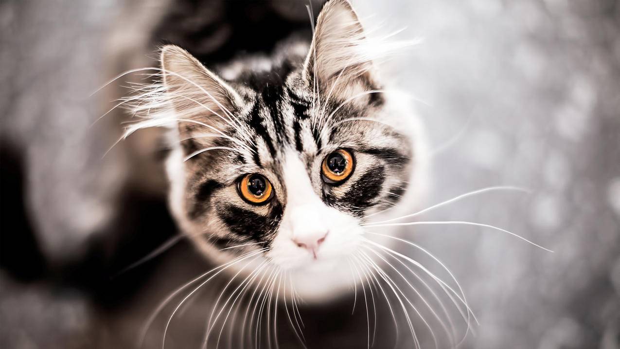 怎么重设越南苹果id账号密码（怎么重设越南苹果id账号密码） - 各区苹果ID - 55dz账号网