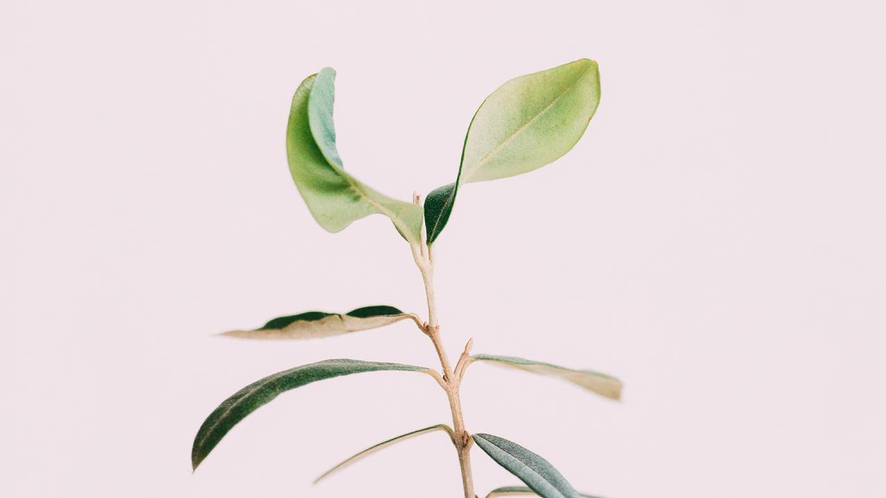 苹果id怎么注册_苹果id怎么注册新的id出生日期无效 - 美国苹果ID - 55dz账号网