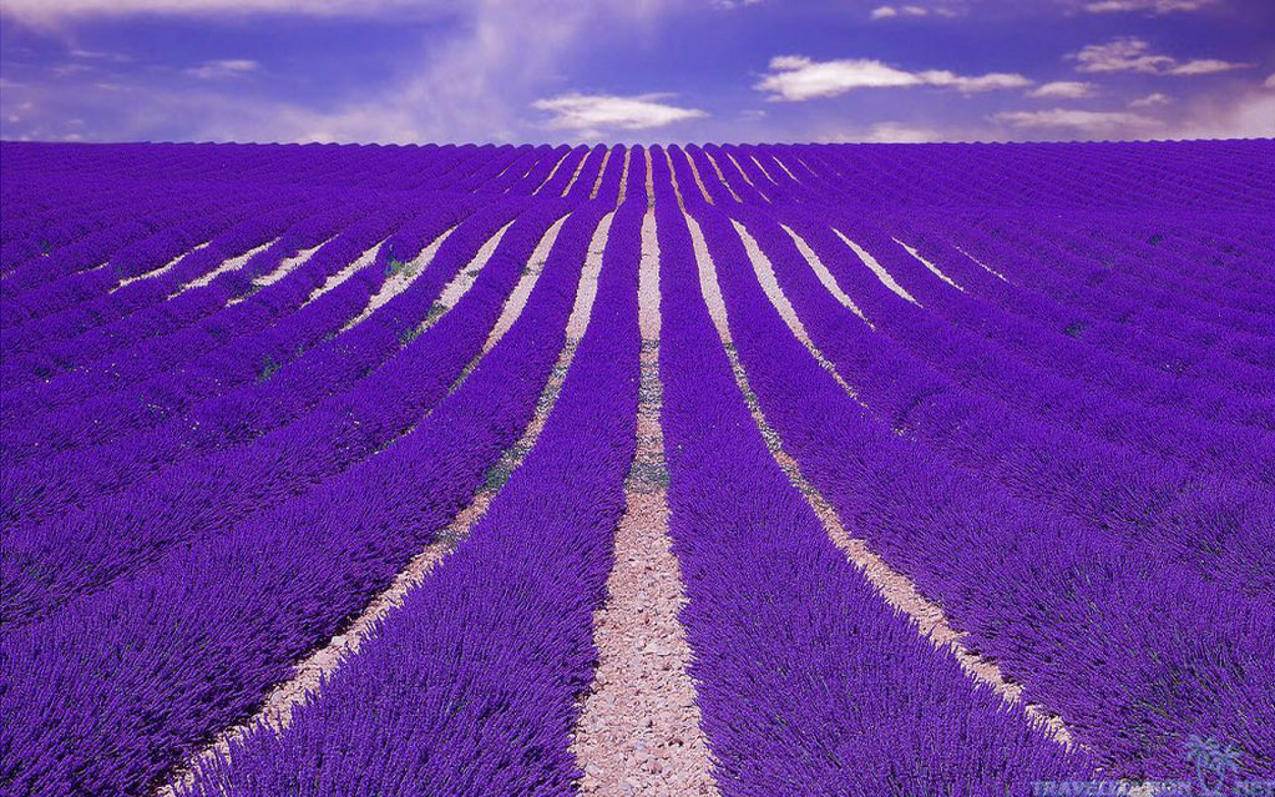 tiktok别人看不到自己作品_tiktok看不到喜欢 - 苹果APP下载 - 55dz账号网