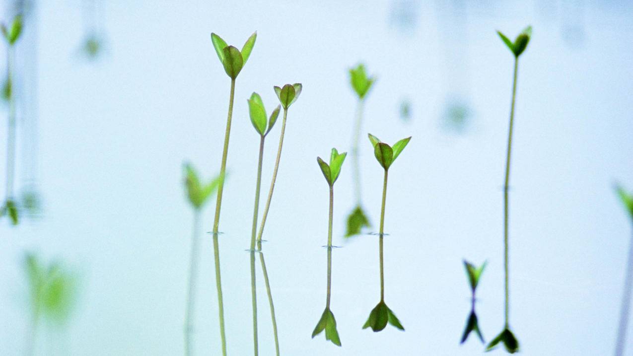 忘记苹果iPhone—iPad锁屏密码怎么办？外媒支招 - Apple ID相关 - 55dz账号网