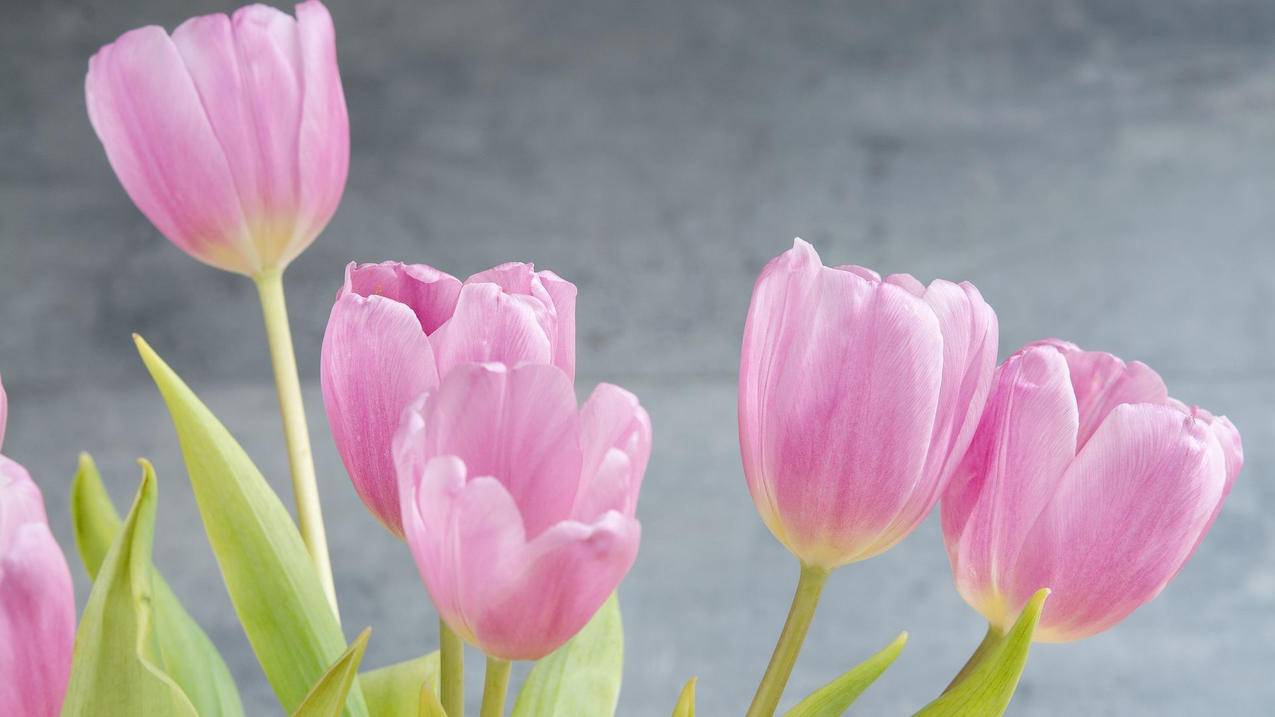 随身wifi怎么办理？-dy业务网