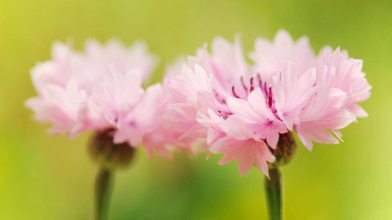 小火箭只能苹果用吗  ( 小火箭节点几块钱 ) - 55dz账号网