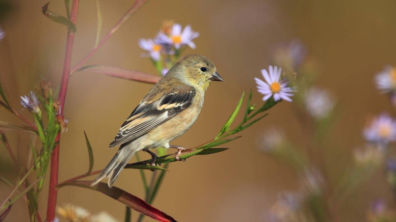 电话号码注册不了美服苹果id_苹果美服注册地址 - 美国苹果ID - 55dz账号网