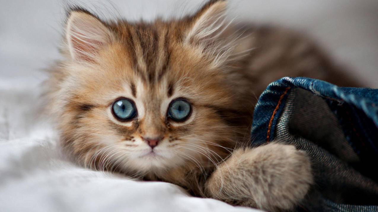 苹果id注销了但是没有退出怎么办 ， 苹果id无法退出登录怎么解决  - 55dz账号网