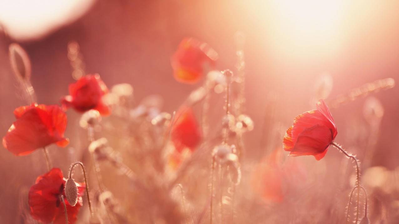 有了小火箭怎么找节点  ( 小火箭怎么添加账号密码 ) - 55dz账号网