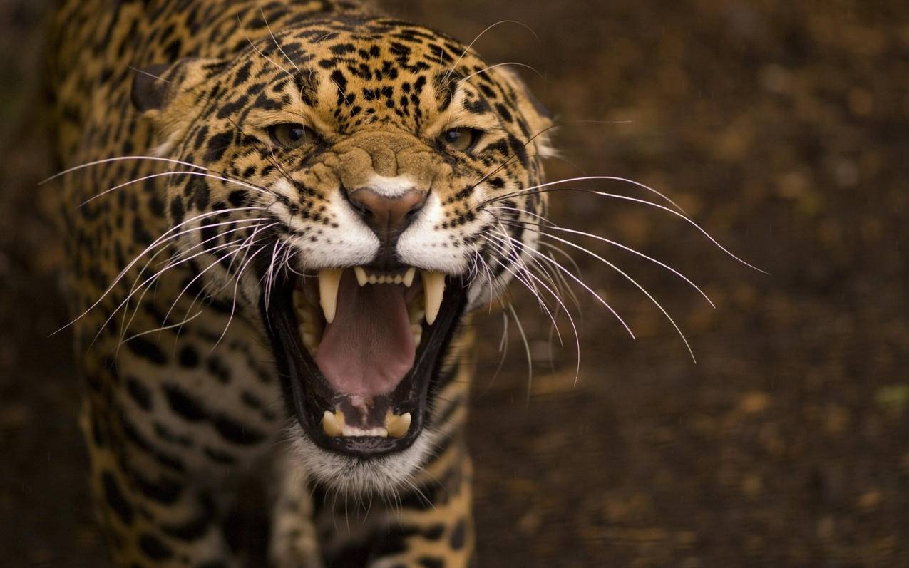 苹果id越南账号注册怎么填地址（苹果id越南注册地址和电话） - 各区苹果ID - 55dz账号网