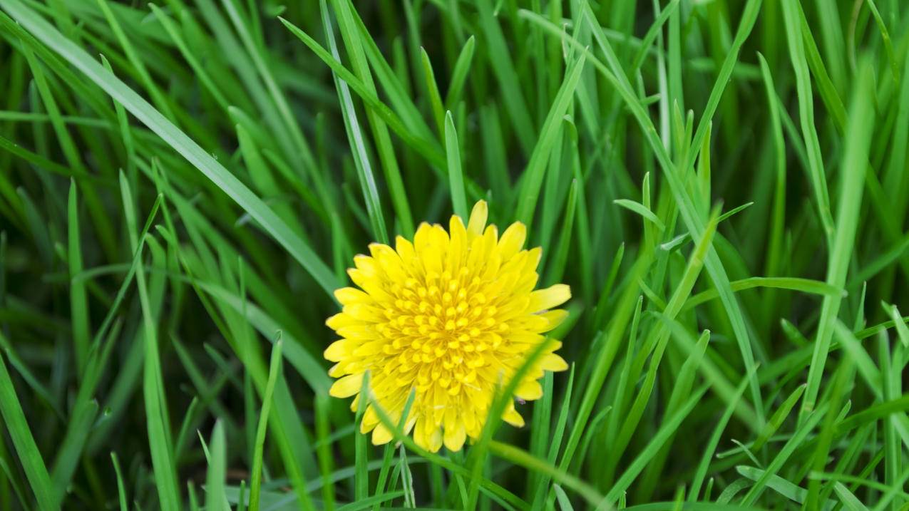 为什么我的chrome浏览器在关闭时总是显示有一个下载正在进行要我选择等待下载完成还是关闭下载,  ( 下载谷歌浏览器显示几个小时怎么办 ) - 55dz账号网