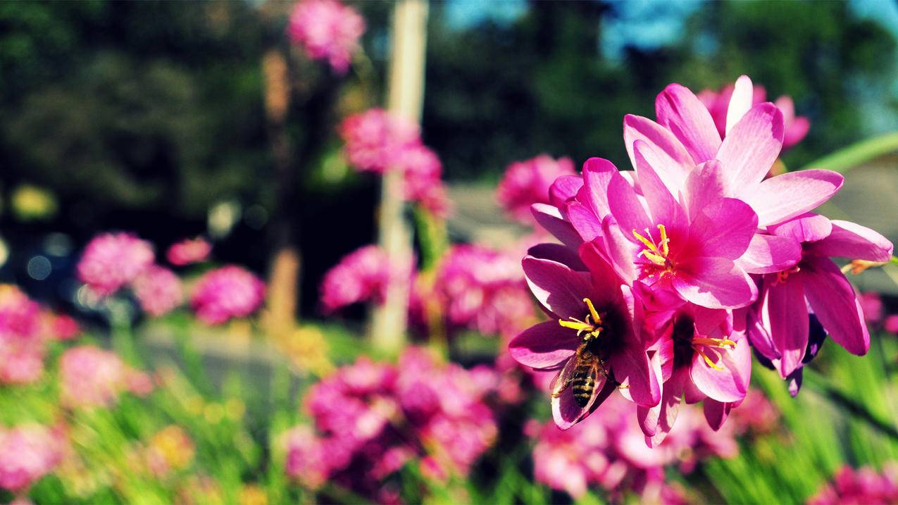 zoom气垫鞋垫一体式_zoom气垫的鞋 - zoom相关 - 55dz账号网