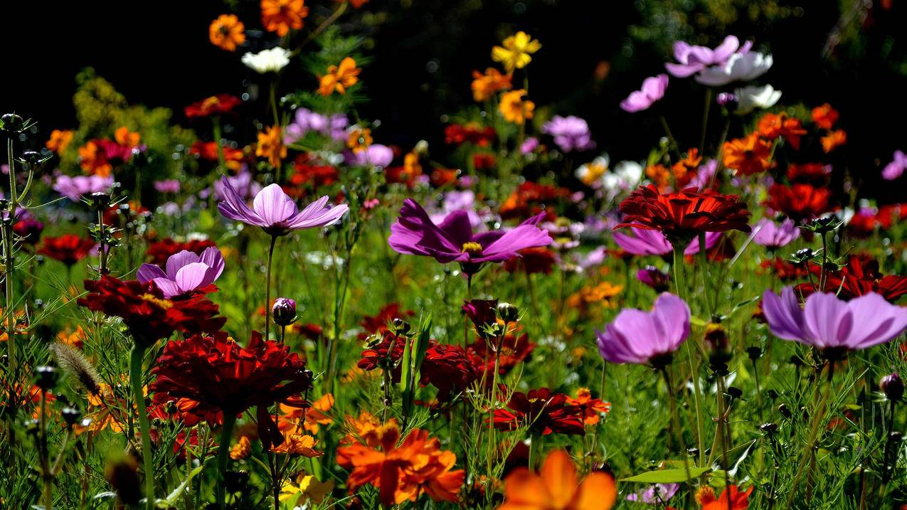 appleid如何使用手机号码找回密码? ， 苹果id账号和密码忘了记得手机号怎么找回?  - 55dz账号网