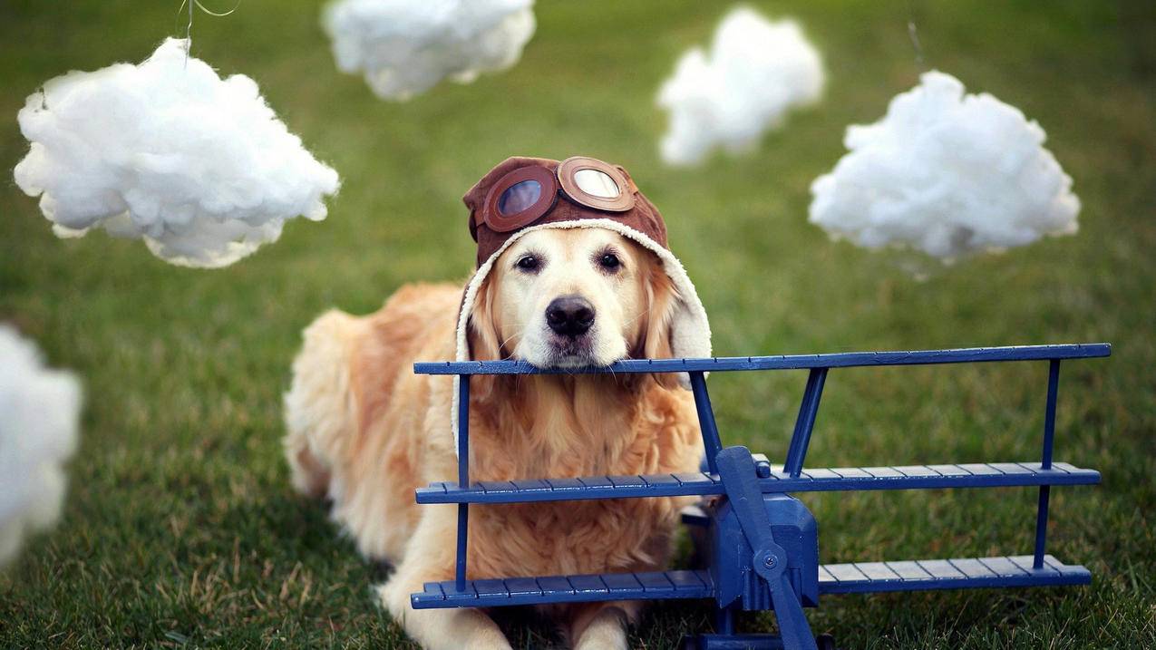 dy花了100元一般多少赞 - dy点赞后一会不见了,dy赞多怎么赚钱