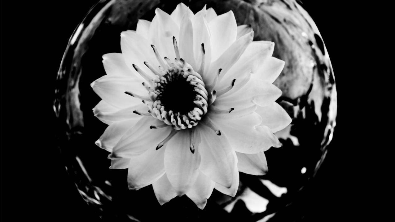 怎么换苹果id账号密码忘记了怎么办_苹果手机忘了密码怎么更换id账户 - 各区苹果ID - 55dz账号网