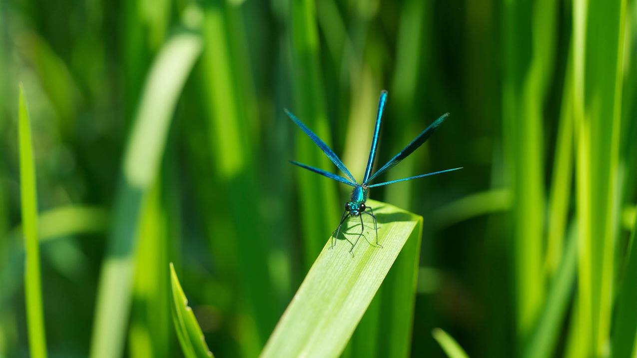 2021年有效的日本苹果id账号密码（2021最新日本苹果id和密码） - 日本苹果ID - 55dz账号网
