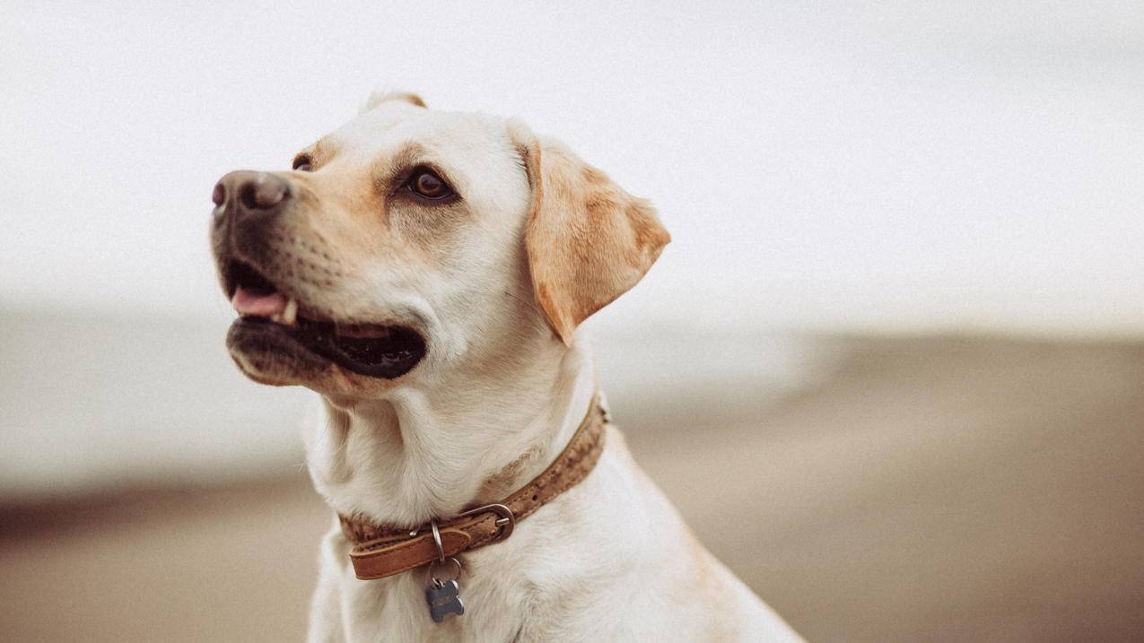 重新申请appleid账号花钱吗_怎么重新申请appleid账号 - 美国苹果ID - 55dz账号网