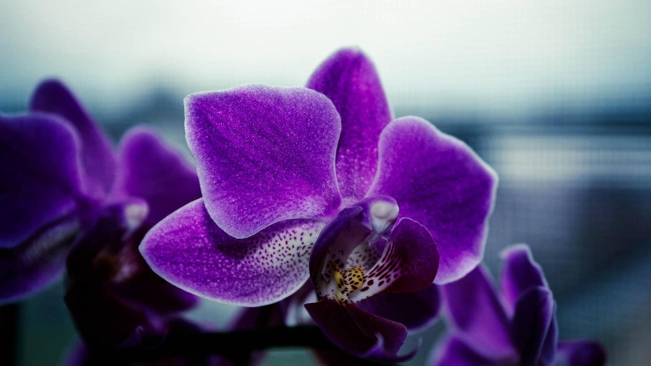 优质情头ins高质感真人_ins高质量情头真人 - INS相关 - 55dz账号网