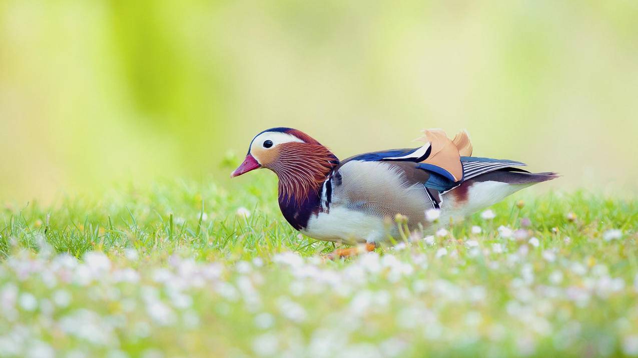 最近越南apple id总是显示重新设置密码（手机一直显示apple id密码） - 各区苹果ID - 55dz账号网