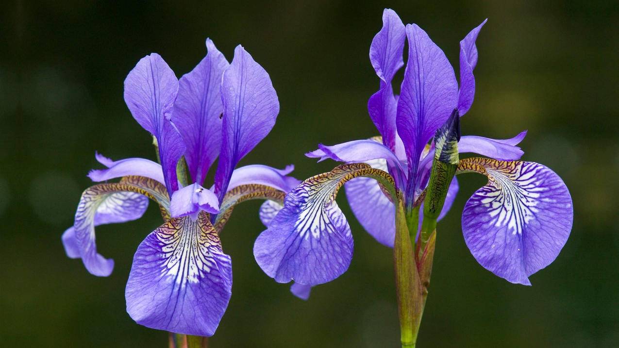 代刷网便宜快手 - 快手免费50个赞,快手刷赞10个双击,快手刷赞代刷网平台