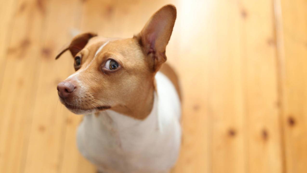 苹果手机突然什么都下载不了_苹果手机突然什么都下载不了软件 - skype相关 - 55dz账号网