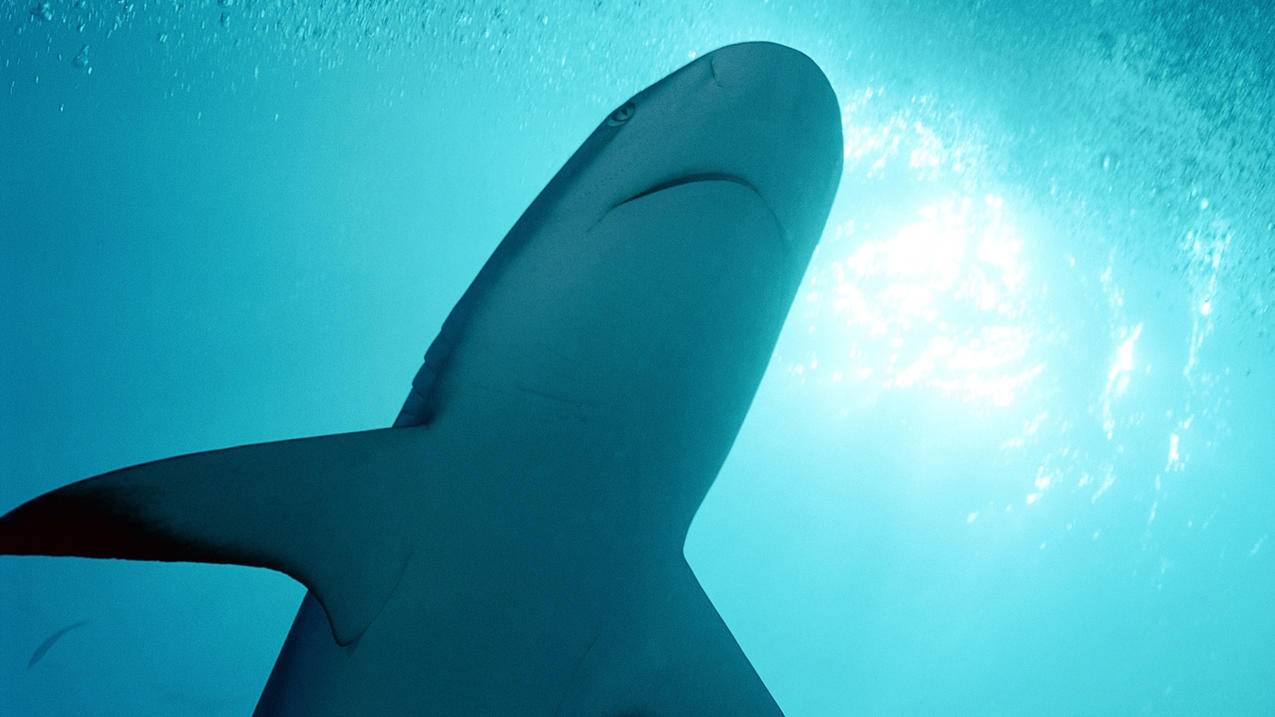 推特正在授权什么意思_推特正在授权什么意思呀 - tw相关 - 55dz账号网