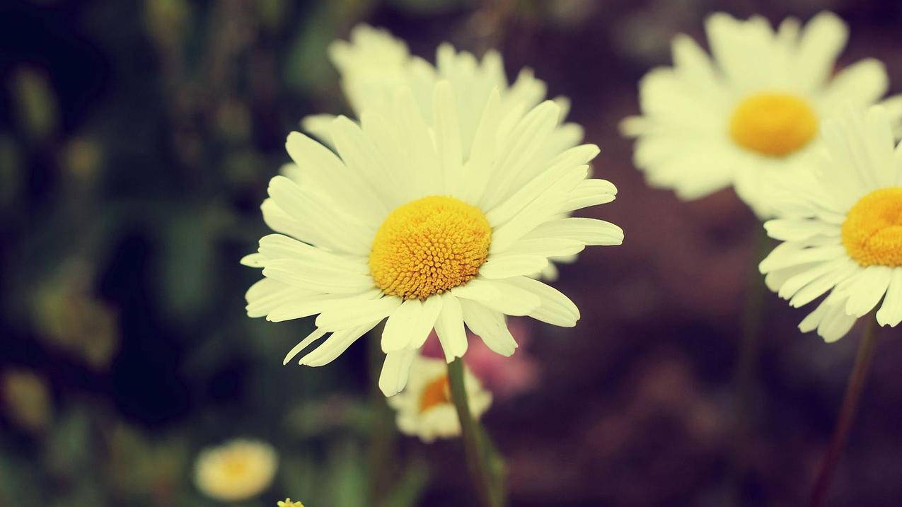 苹果id香港账号付款方式_apple id香港帐号付款方式 - 各区苹果ID - 55dz账号网