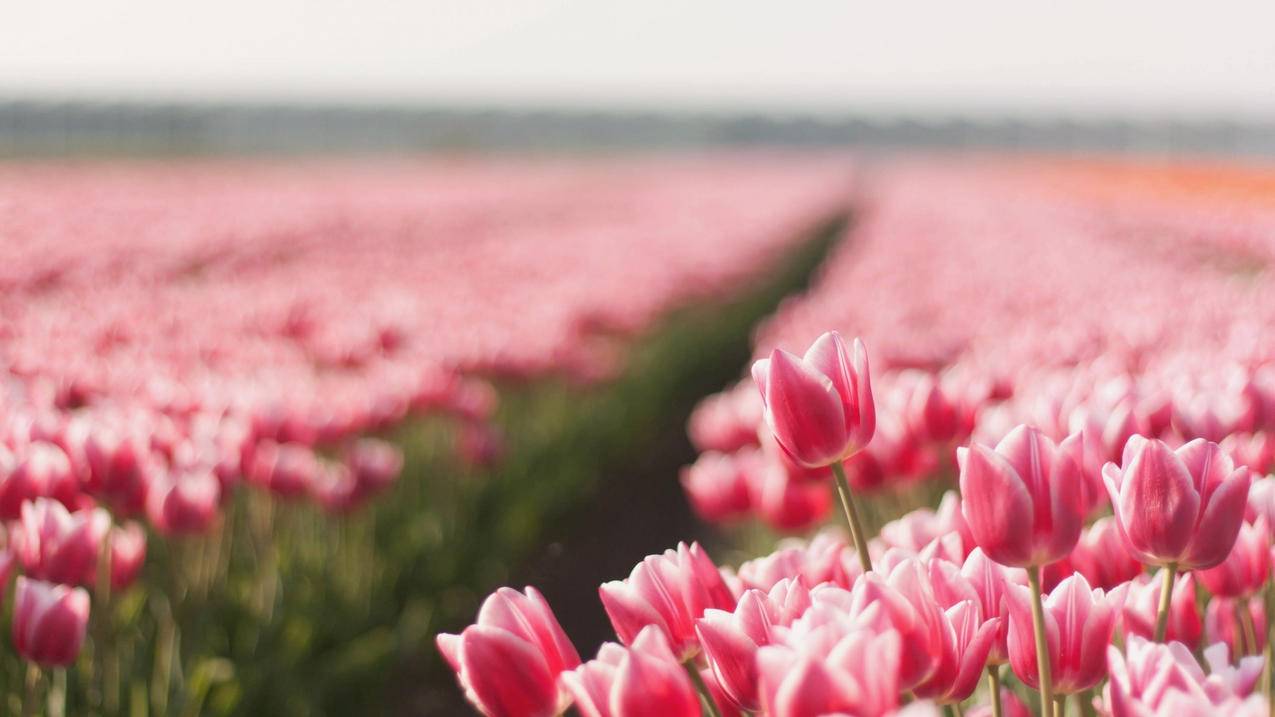 台湾苹果id受信任号码是什么意思_苹果id受信任电话号码 - 台湾苹果ID - 55dz账号网