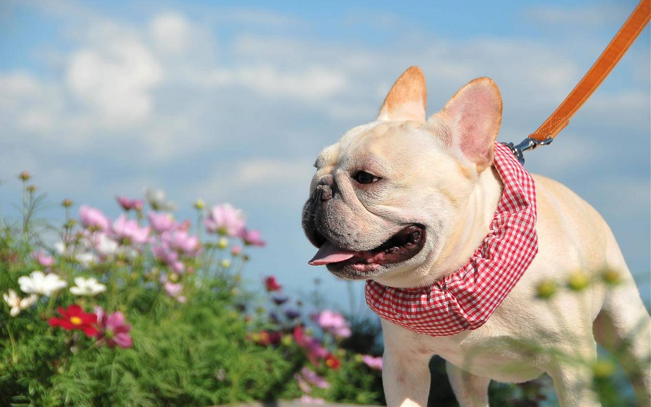 微博涨粉丝1元1000个多少钱-QQ买赞网站,2019抖音刷赞,代刷拼多多拆包