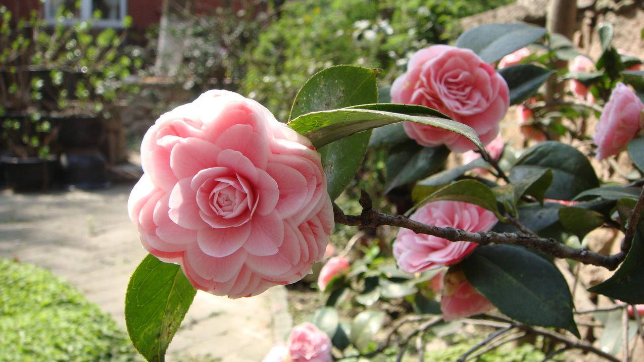 越南appleid账号分享2020 - 各区苹果ID - 55dz账号网