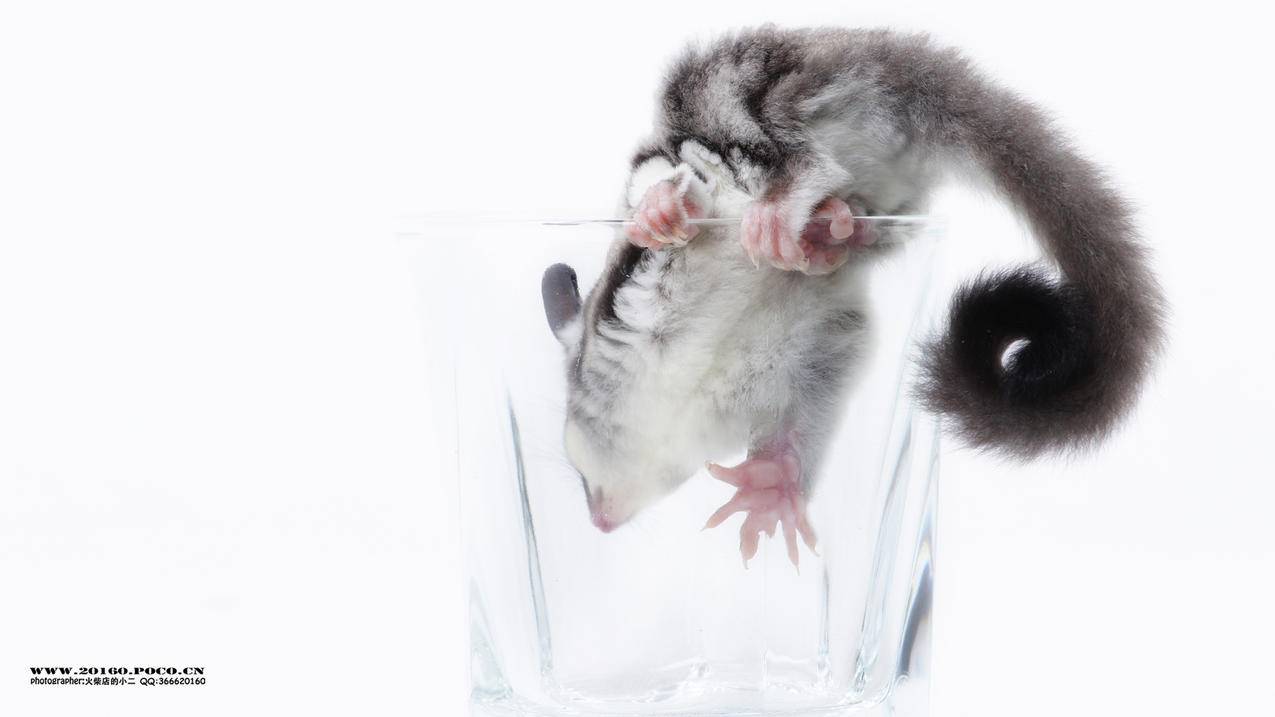 nba2konline2蓝色徽章有哪些_nba2kol2所有徽章 - IOS分享 - 55dz账号网