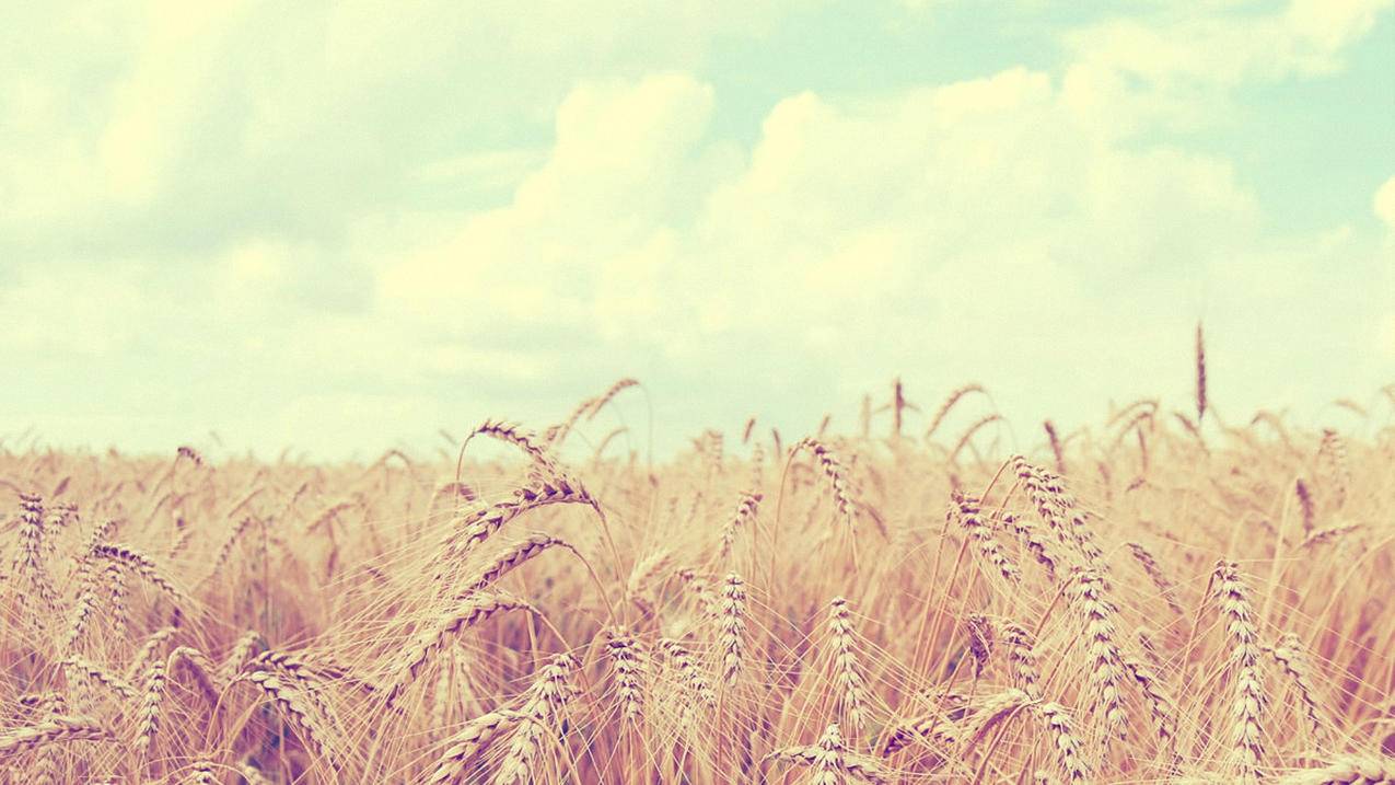 菲律宾appleid密码已重设怎么还下载不了app（iosid密码忘了怎么注销） - 各区苹果ID - 55dz账号网