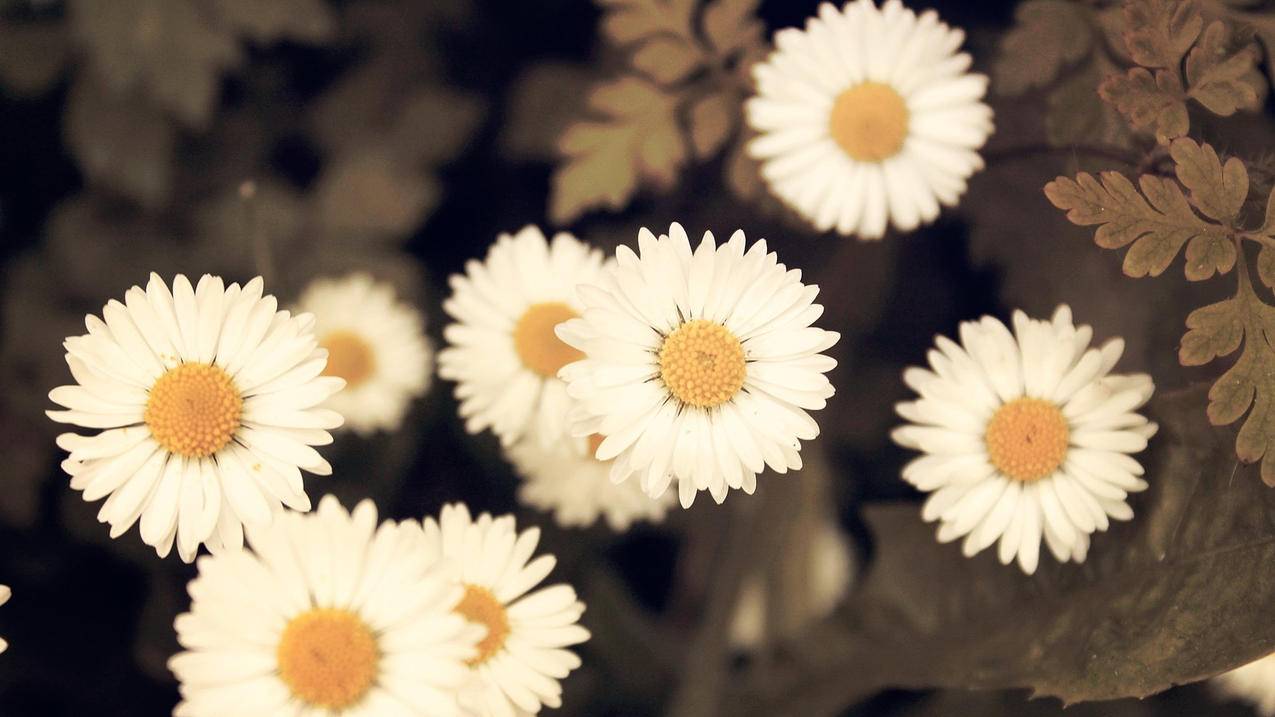 丹麦韩国苹果id账号共享_韩国共享苹果id账号密码 - 韩国苹果id - 55dz账号网