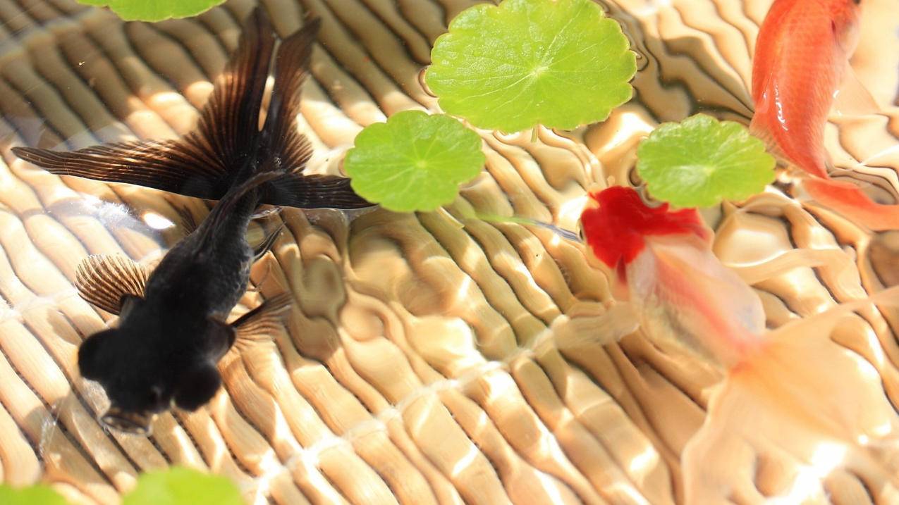 搭建一个网站需要什么技术_网站建设需要哪些技术 - skype相关 - 55dz账号网