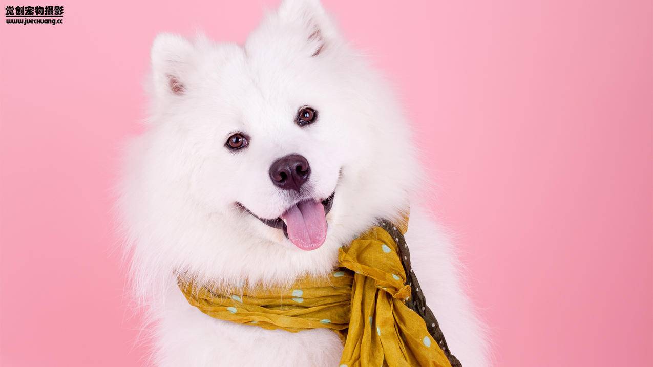 nba2k14修改器梦幻星辰用不了_nba2k15梦幻星辰修改器 - IOS分享 - 55dz账号网