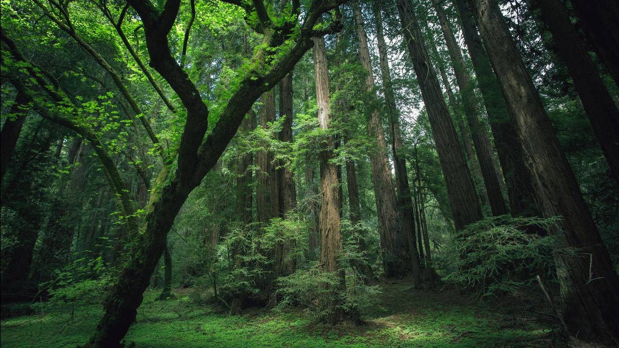 抖音免费刷赞网站免费刷 - 半代仙刷网,1元三万抖音粉丝,刷qq空间业务